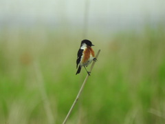 Saxicola torquatus