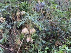 Melianthus