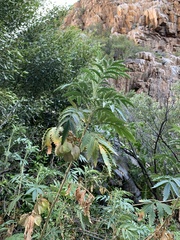 Melianthus