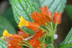 Chrysothemis pulchella