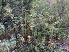 Melianthus