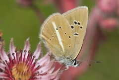 Polyommatus damon