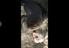 Egernia kingii