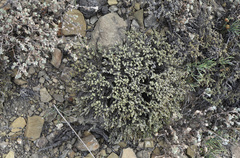 Nanophyton grubovii
