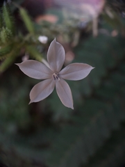 Plumbago zeylanica