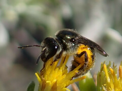 Lasioglossum viride