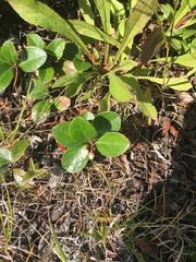 Gaultheria procumbens image