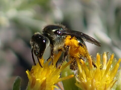 Lasioglossum viride