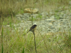 Saxicola torquatus