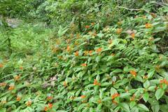 Chrysothemis pulchella