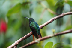 Campylopterus falcatus