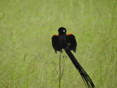 Euplectes progne