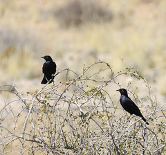 Onychognathus nabouroup