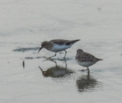 Calidris minutilla