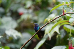 Campylopterus falcatus