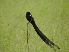 Euplectes progne