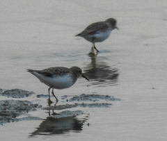 Calidris minutilla