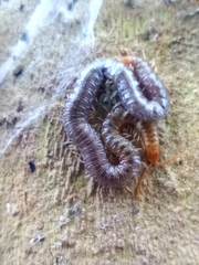 Henia vesuviana