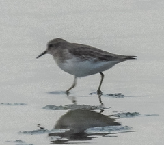 Calidris minutilla