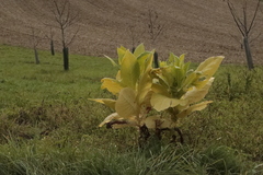 Nicotiana tabacum