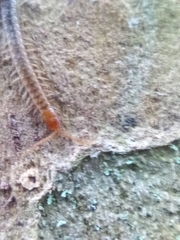 Henia vesuviana