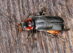 Cantharis fusca