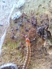 Henia vesuviana
