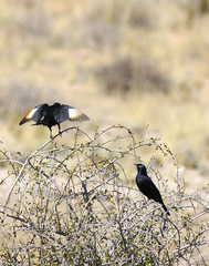 Onychognathus nabouroup