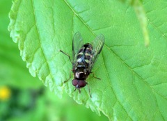 Dasysyrphus venustus