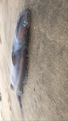 Hooktooth dogfish (Aculeola nigra) — Etmopteridae — 5