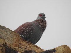 Columba guinea