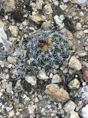 Coryphantha sulcata