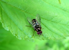 Dasysyrphus venustus