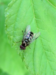 Dasysyrphus venustus