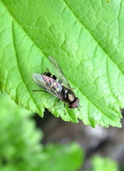 Dasysyrphus venustus