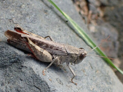 Calliptamus plebeius