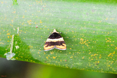 Choreutis basalis