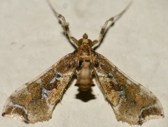 Leucinodes laisalis