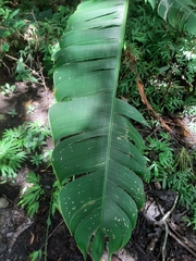 Heliconia latispatha