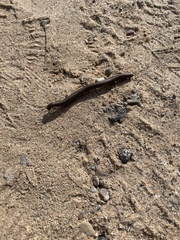 Orthoporus