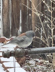 Junco hyemalis caniceps