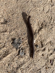 Orthoporus