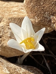 Colchicum stevenii