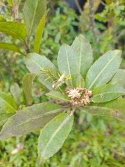 Baccharis buchtienii