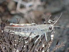 Calliptamus plebeius