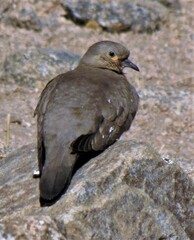 Metriopelia melanoptera