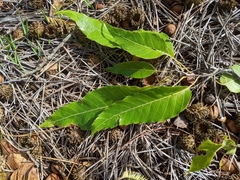 Quercus acutissima