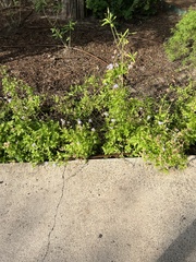 Conoclinium dissectum