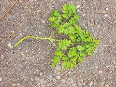 Anthriscus cerefolium