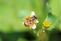 Apis mellifera scutellata